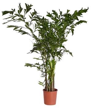 Fischschwanzpalme - Caryota mitis von Dehner, Dunkelgrün