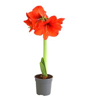 Amaryllis - Hippeastrum Hybride, eintriebig, rot