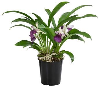 Cochleanthes-Orchidee - Cochleanthes hybride