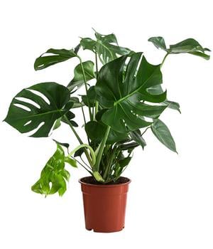 Fensterblatt - Monstera deliciosa