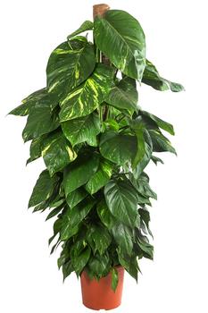Efeutute - Epipremnum aureum am Moosstab von Dehner, Grün, Creme, Weiß