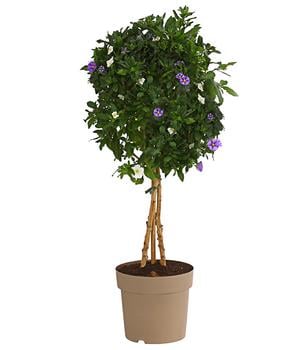 Enzianstrauch-Duo, Stämmchen