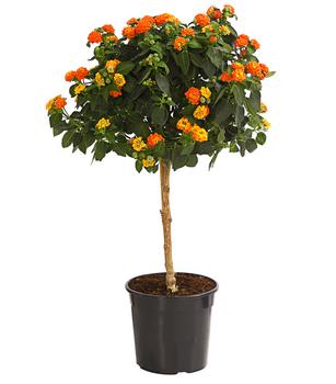 Wandelröschen, Stämmchen von Dehner, Orange