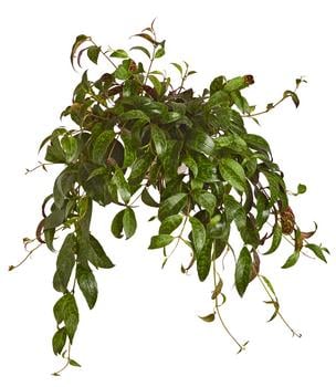 Gefleckte Schamblume - Aeschynanthus marmoratus, Ampel
