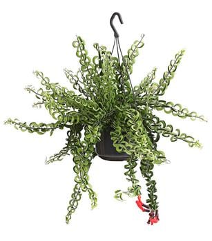 Schamblume - Aeschynanthus cultivars 'Twister', Ampel von Dehner, Grün, Rot