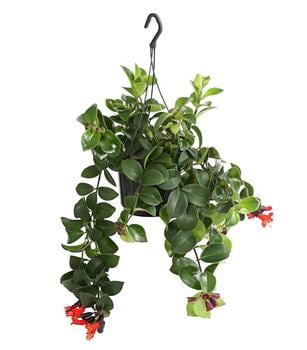 Schamblume - Aeschynanthus radicans 'Mona Lisa', Ampel