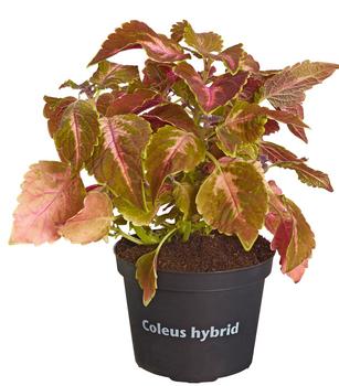 Buntnessel - Solenostemon scutellarioides, verschiedene Sorten