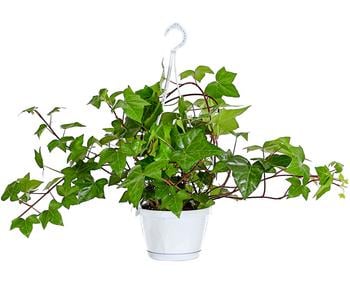 Efeu - Hedera helix 'Mont Gommery'