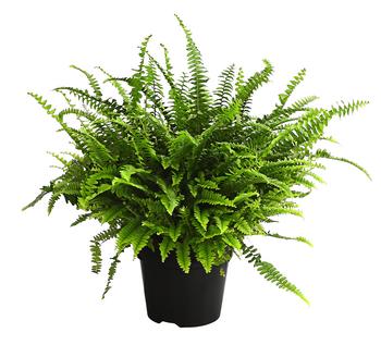 Schwertfarn - Nephrolepis exaltata 'Green Lady'