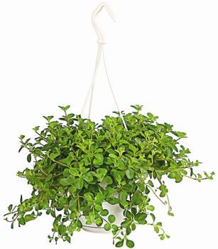 Peperomie - Peperomia rotundifolia, Ampel