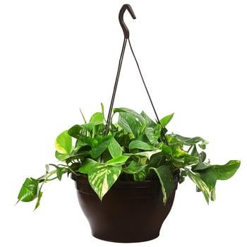 Efeutute - Epipremnum aureum 'Torro', Ampel von Dehner, Grün, Lemon, Gelb