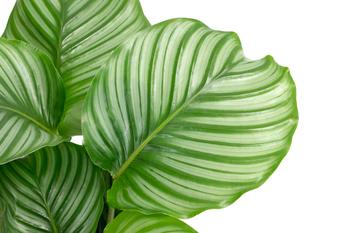 Korbmarante - Calathea orbifolia | Dehner