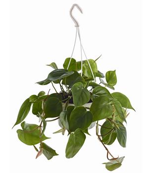 Baumfreund - Philodendron scandens, Ampel