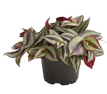 Dreimasterblume - Tradescantia zebrina 'Pink Joy'