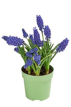 Traubenhyazinthe 'Big Smile'