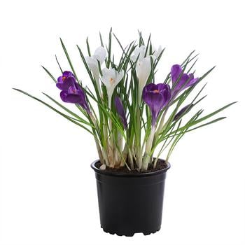 3 x Krokus von Dehner, Lila, Dunkelblau, Weiß - Mindestbestellmenge: 3 Stk.