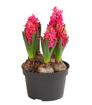 2 x Hyazinthe 'Jan Bos' von Dehner, Hellrot, Pink - Mindestbestellmenge: 2 Stk.