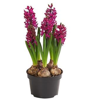 Hyazinthe 'Woodstock'