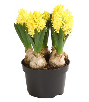 Hyazinthe 'Yellow Stone'