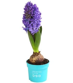 6 x Hyazinthe, verschiedene Farben von Dehner, Rosa / Pink Gelb Dunkelblau Lila Lavendel Weiß - Mindestbestellmenge: 6 Stk.