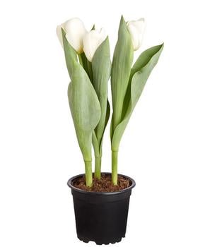 Tulpe, verschiedene Farben