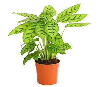 Korbmarante 'Leopardina'