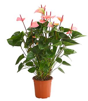 Große Flamingoblume - Anthurium andreanum 'Summerlove'