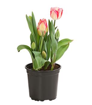 3 x Tulpe 'Pleasure' von Dehner, Rot, Weiß, Pink, Creme - Mindestbestellmenge: 3 Stk.