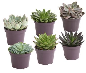 Echeverie - Echeveria Hybride, verschiedene Sorten