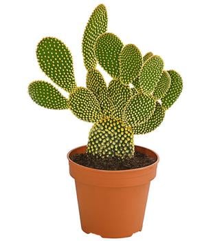 Feigenkaktus - Opuntia microdasys 'Yellow'