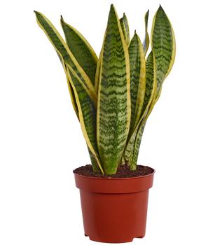 Bogenhanf - Sansevieria trifasciata var. laurentii