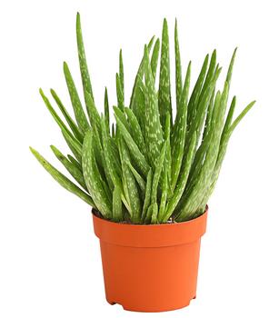 Echte Aloe - Aloe vera, mehrtriebig