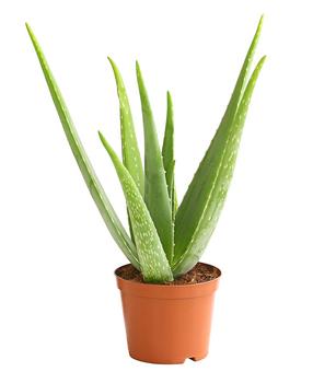 Echte Aloe - Aloe vera