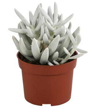 Kreuzkraut - Senecio 'Mont Blanc'