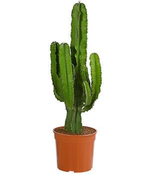 Kaktus-Wolfsmilch - Euphorbia ingens