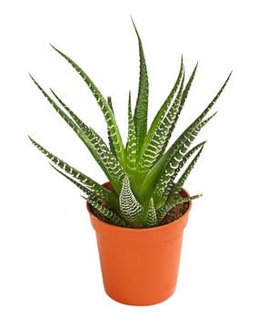 Zebra-Haworthie - Haworthia fasciata