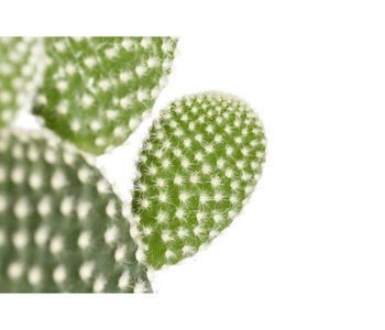 Hasenohr-Kaktus - Opuntia microdasys, | Dehner