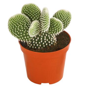 Hasenohr-Kaktus - Opuntia microdasys, verschiedene Sorten