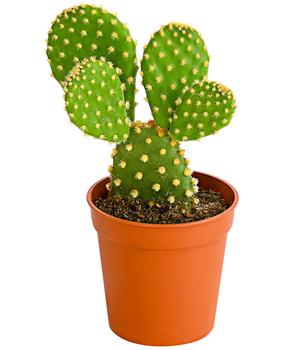 Feigenkaktus - Opuntia microdasys, verschiedene Sorten