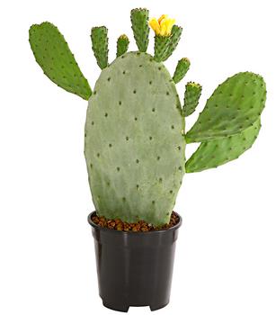 Feigenkaktus - Opuntia indica