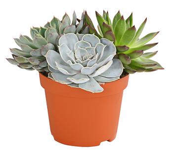 Sukkulenten-Trio, verschiedene Sorten