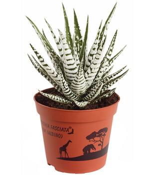 Haworthie - Haworthia fasciata 'Alba'