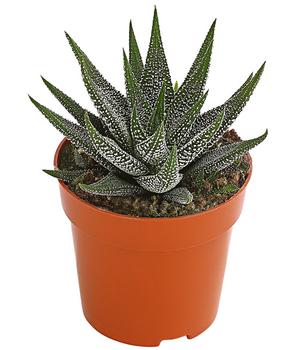 Haworthie - Haworthia concolor