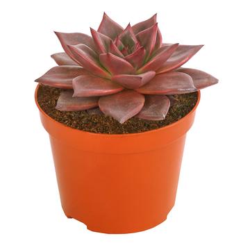 Echeverie - Echeveria agavoides 'Taurus'