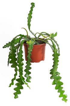 2 x Sägeblattkaktus - Epiphyllum anguliger von Dehner, Grün - Mindestbestellmenge: 2 Stk.