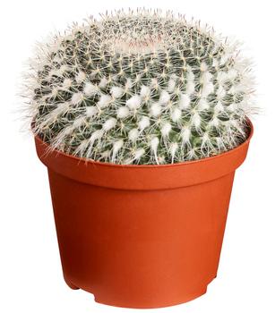 Warzenkaktus - Mammillaria hahniana