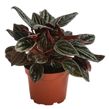 Peperomie - Peperomia caperata 'Brasilia'
