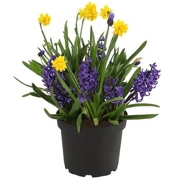 Zwiebelpflanzen-Duo Gute Laune