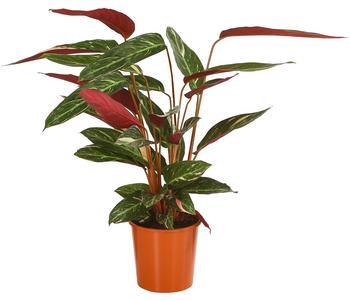 Korbmarante - Calathea sanguinea 'Magicstar'