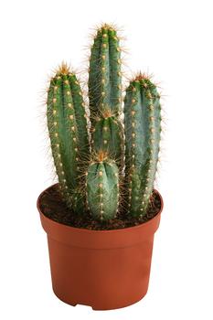 Blauer Haarsäulenkaktus - Pilosocereus azureus